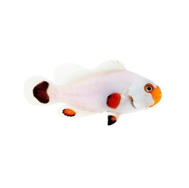 Wyoming White Ocellaris Clownfish - Captive Bred - Small - 1